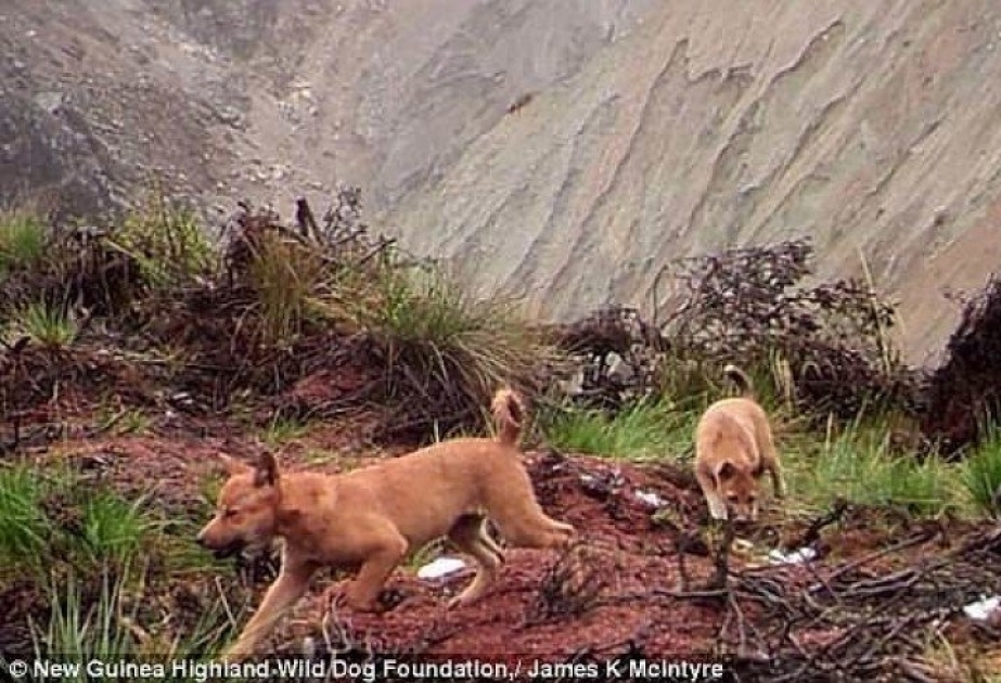 В Индонезии заметили певчих собак, которые полвека считались вымершими