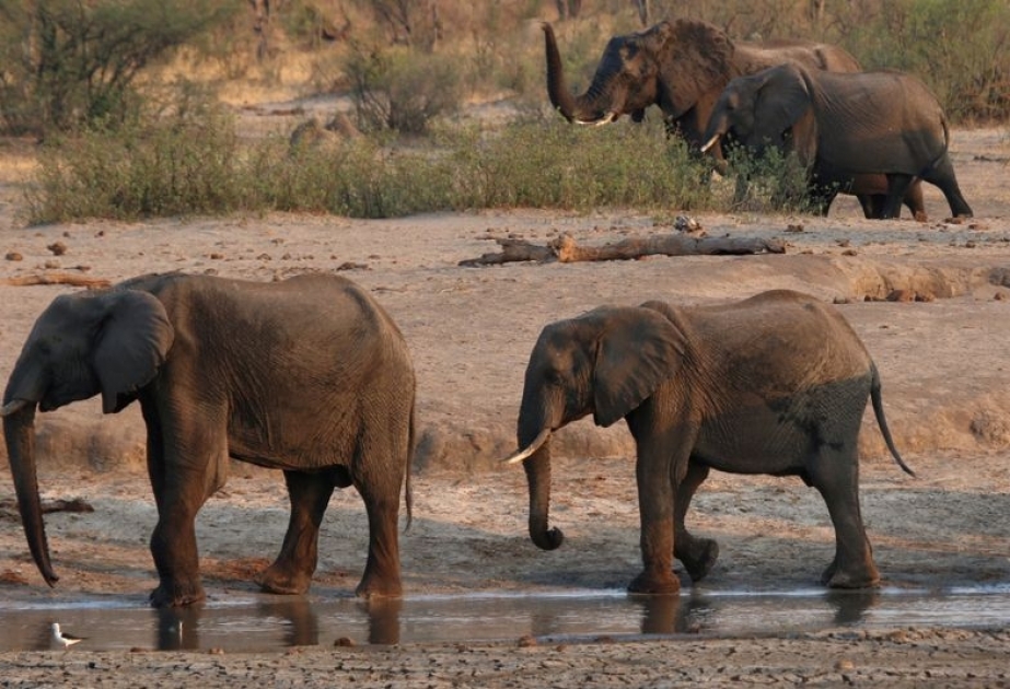 Elefanten in Simbabwe an bakterieller Infektion gestorben