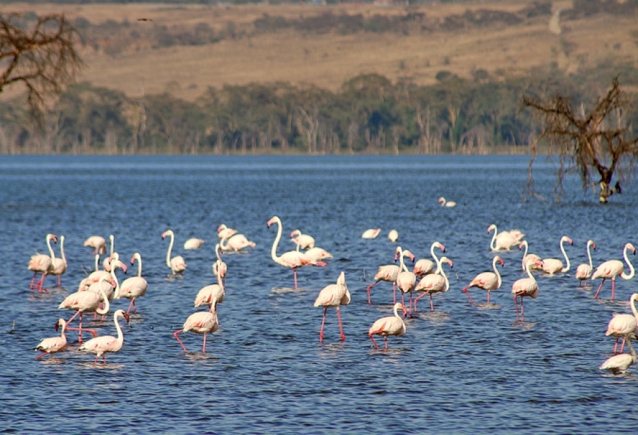 Verlorene Flamingos in Kenia kehren zurück