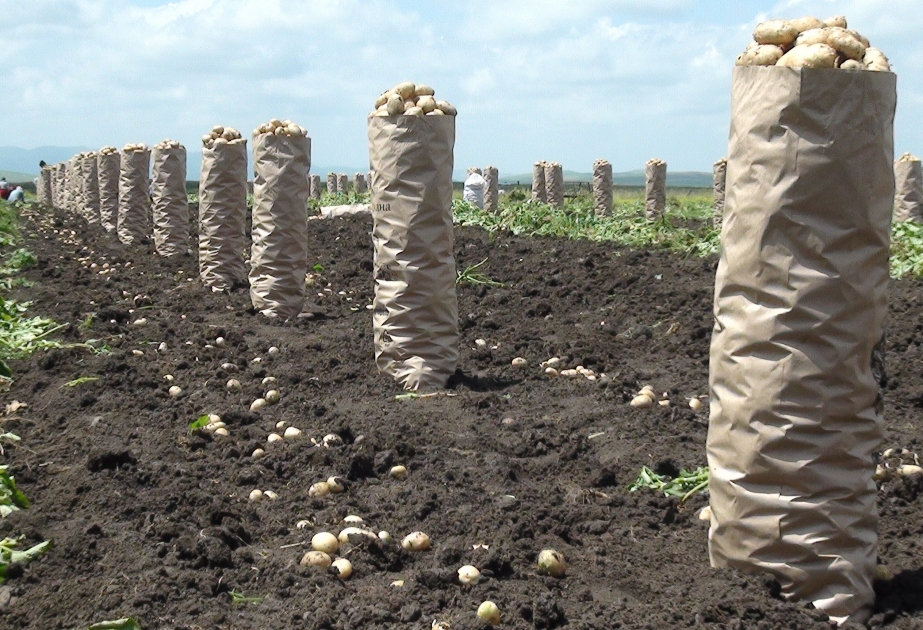 Ağdaşda cari mövsümdə 2204 hektardan çox kartof istehsal olunub