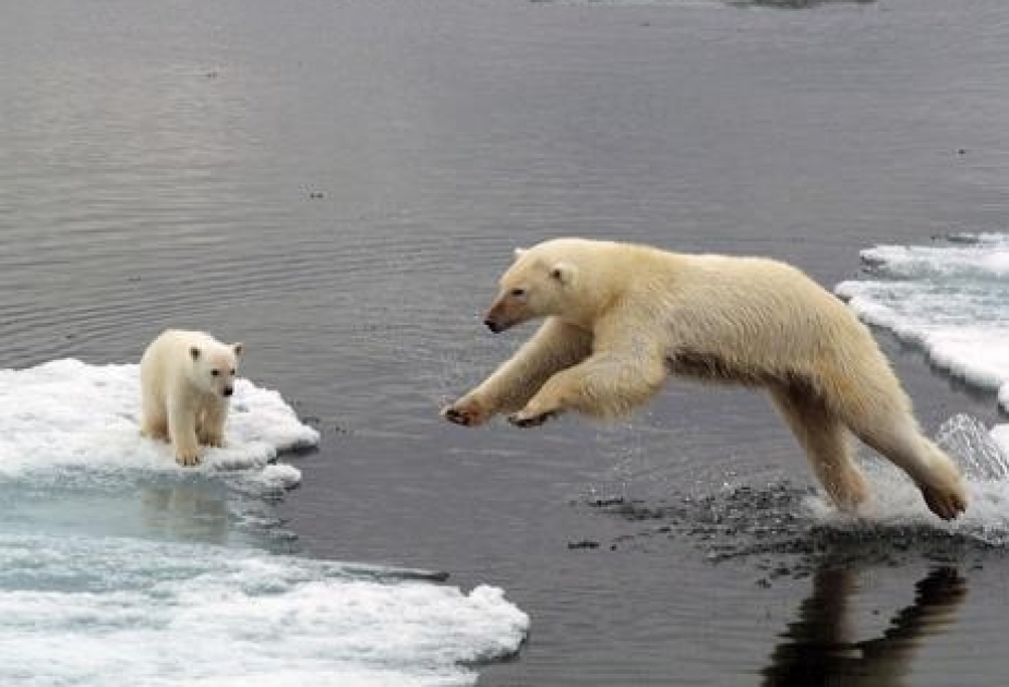 Mərkəzi Arktikada ağ ayıların sayı sabitləşib