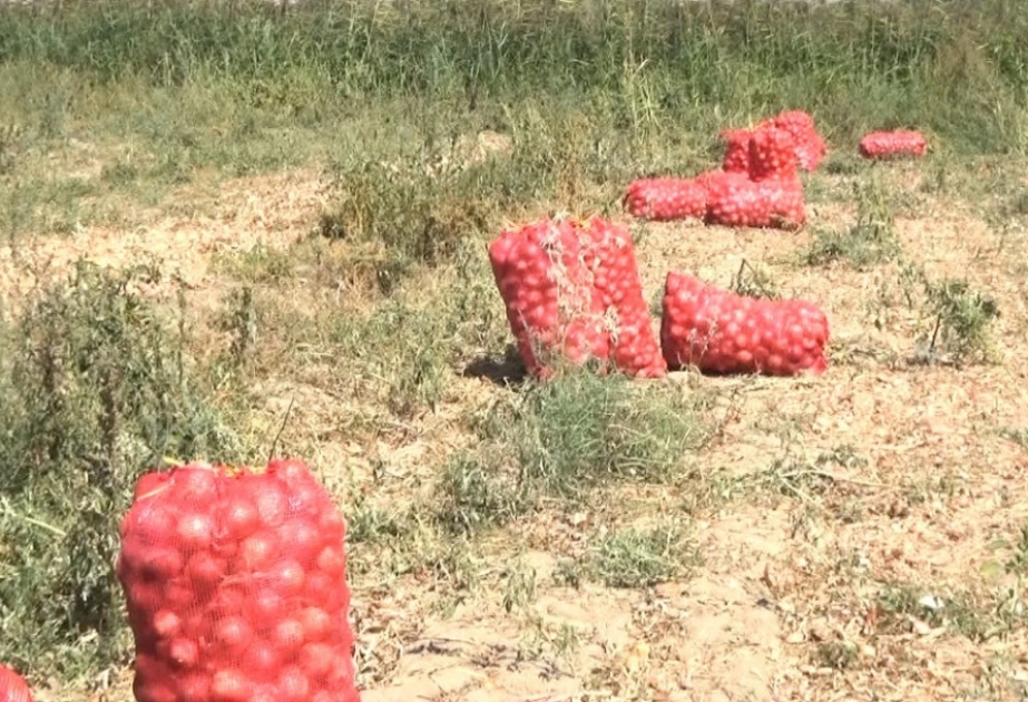 Şərurlu ailə təsərrüfatçıları soğan yığımına başlayıblar