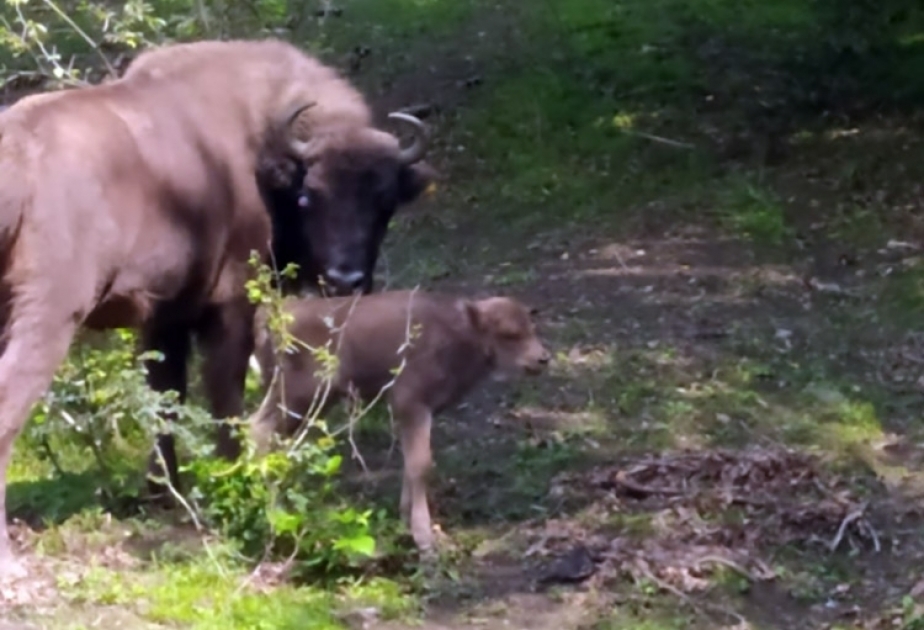 沙赫达戈国家公园一只欧洲野牛幼崽脊椎受伤