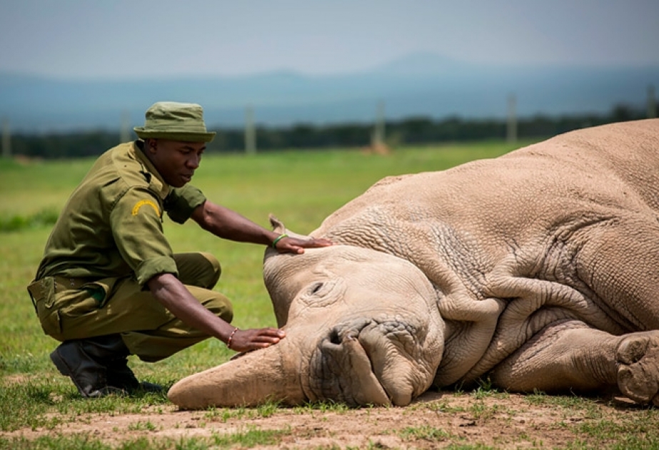 WWF: 50 il ərzində dünyada heyvanların populyasiyası 68 faiz azalıb