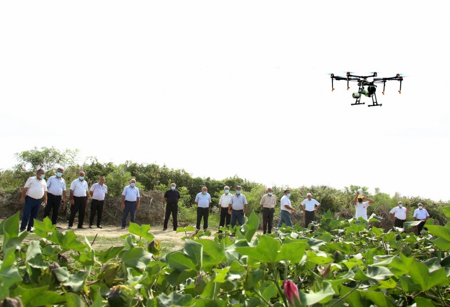 Ağcabədinin pambıq tarlalarında defolyasiya işləri dronlar vasitəsilə həyata keçirilib FOTO VİDEO