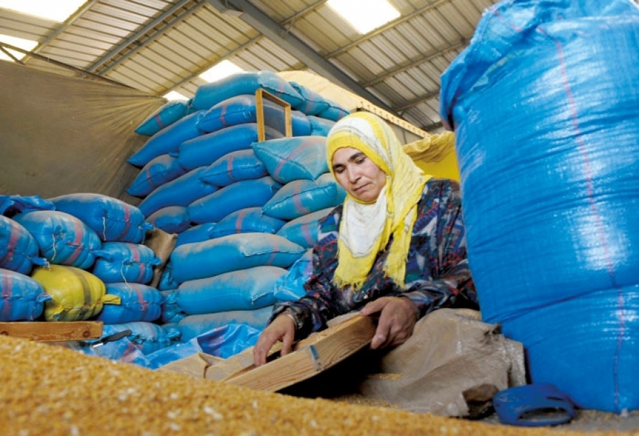 Марокко увеличило импорт пшеницы и ячменя из ЕС