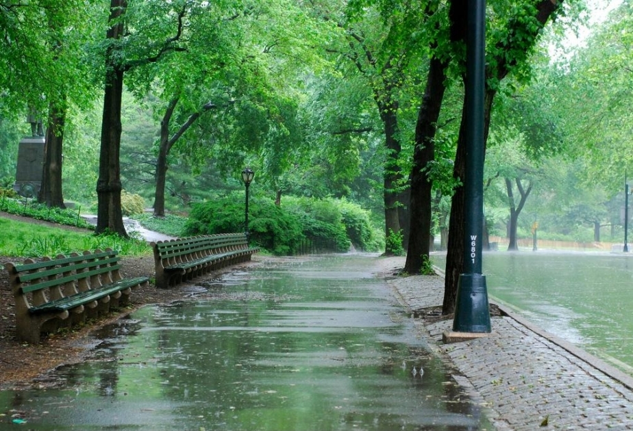 Парк и дождь