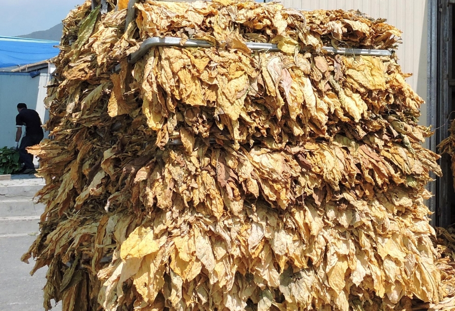 Şəkili fermerlər indiyədək 3 min tondan çox quru tütün istehsal ediblər