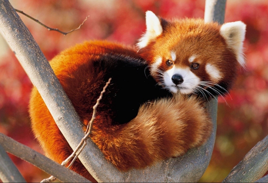 Día Internacional del Panda Rojo
