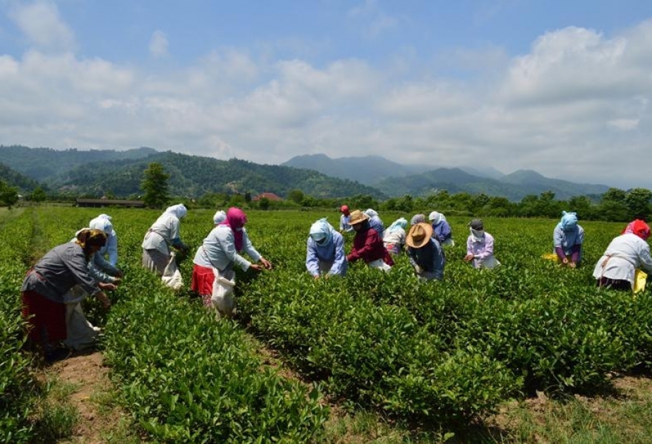 Masallının çay plantasiyalarından 15,5 ton yaşıl çay yarpağı yığılıb