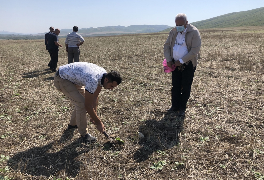 Oğuzda heyvanların kütləvi zəhərlənməsinin qarşısı alınıb