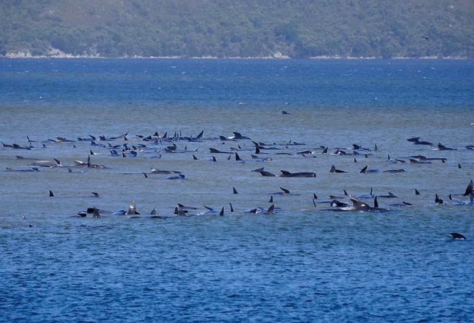 Vor Küste der australischen Insel Tasmanien bis zu 250 Wale gestrandet