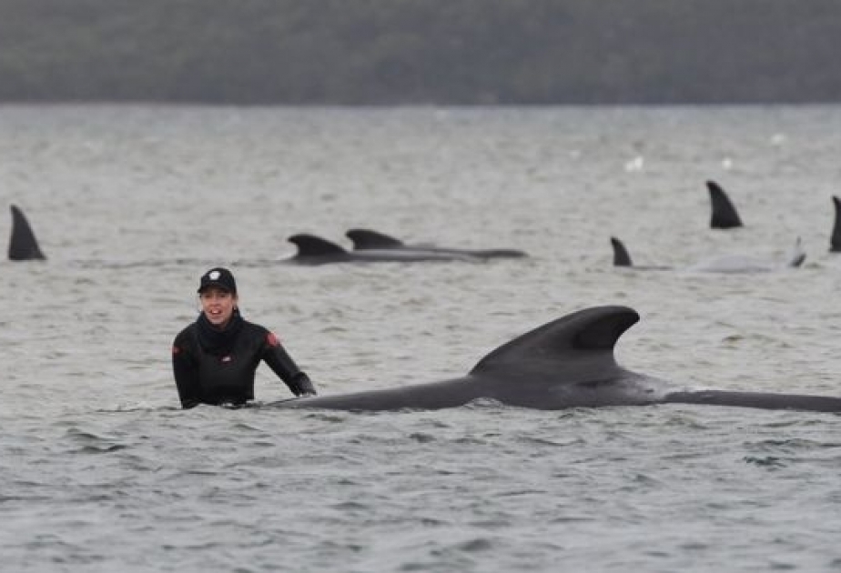 В Австралии пытаются вывести в глубокие воды около 180 черных дельфинов-гринд, которые выбросились на берег