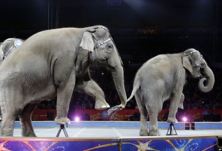 Франция собирается запретить диких животных в цирках