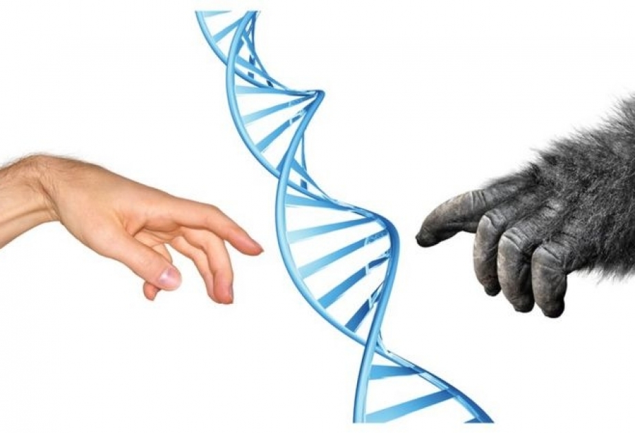 Neandertalların genomu COVID-19 üçün ağırlaşdırıcı amil oldu