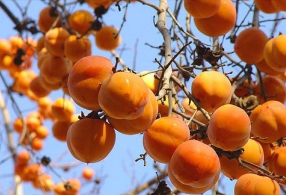 بدء جني فاكهة خورمة في حدائق كويشاي