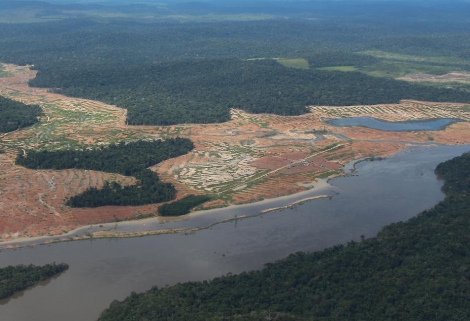2020 dürfte zerstörerischstes Jahr für größten Regenwald der Erde werden