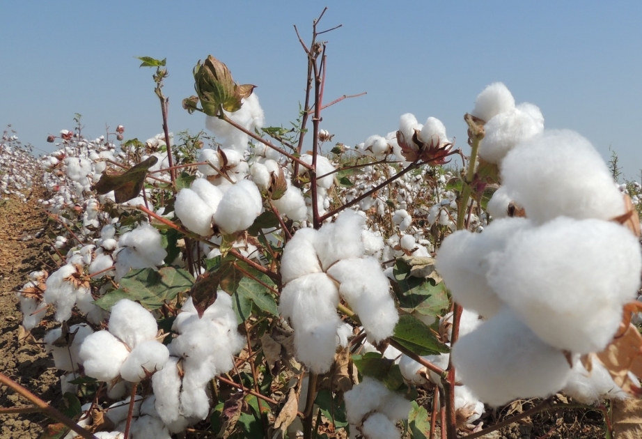 Kürdəmirdə pambıq yığımı davam edir