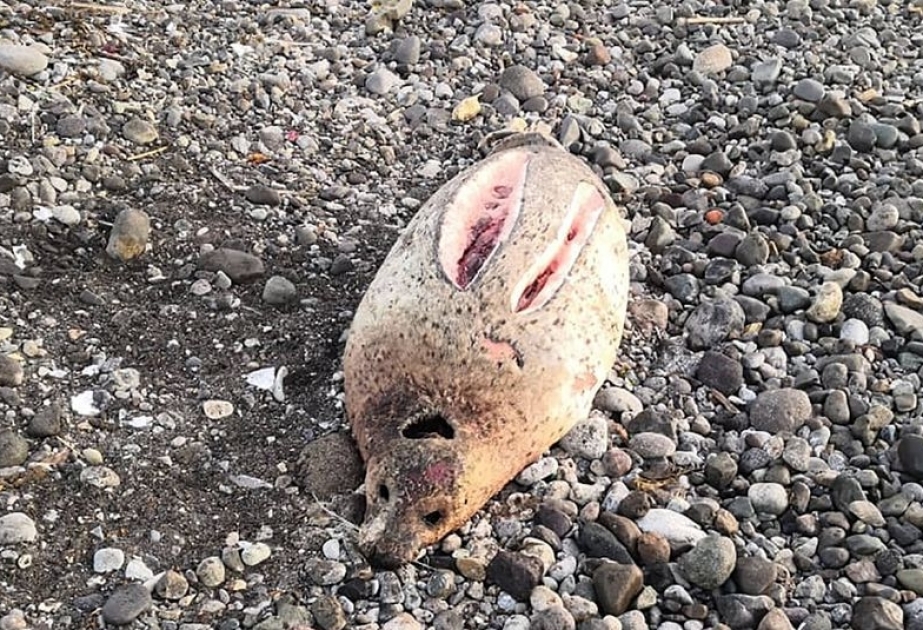 Mysteriöses Massensterben von Tieren an der Küste Kamtschatkas