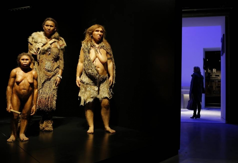 Neandertalların döş qəfəsi anadangəlmə çəlləkvarı formada olub