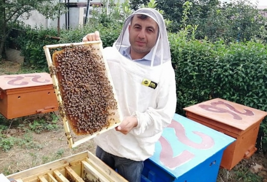 Masallılı gənc arıçının istehsal etdiyi məhsullar sərgi və yarmarkalarda mükafatlara layiq görülüb