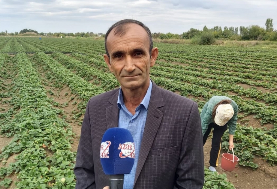 800 kiloqramdan çox çiyələk ön cəbhədə xidmət edən əsgərlərə yola salındı -  Masallıdan olan fermerdən ordumuza dəstək FOTO