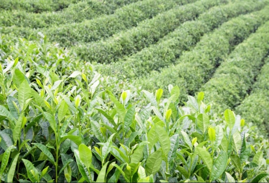 Astarada yaşıl çay yarpağının istehsalı artıb
