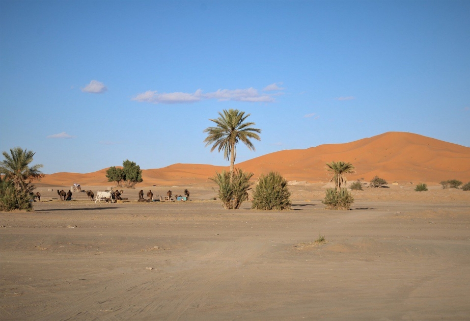 В Сахаре и рядом с ней растет около 2 миллиардов деревьев