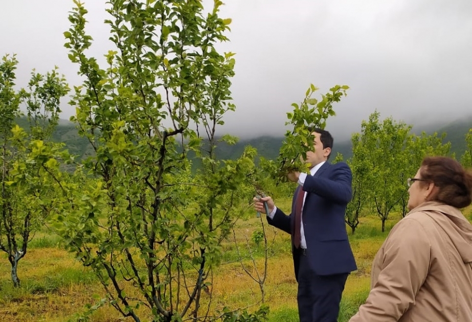 Şəkidə meyvə bağlarında növbəti monitorinqlər aparılıb