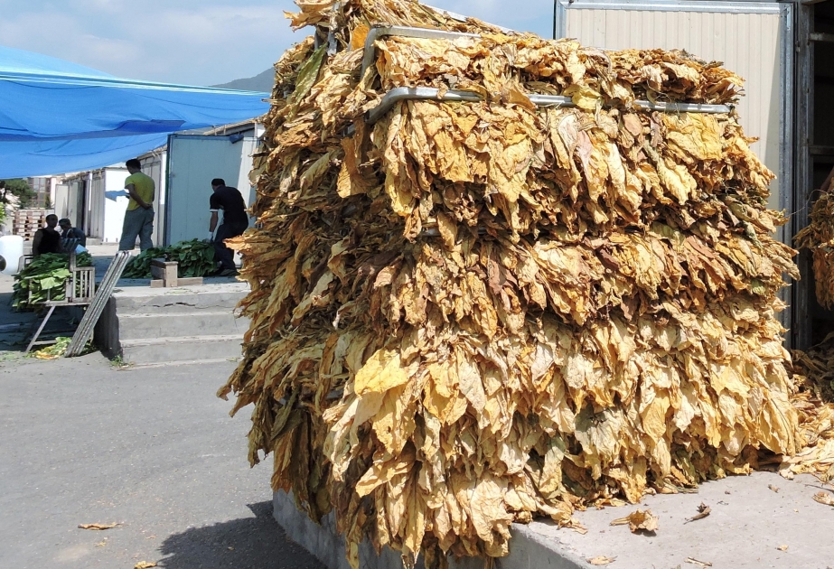 Qaxda indiyədək 535 ton quru tütün istehsal olunub
