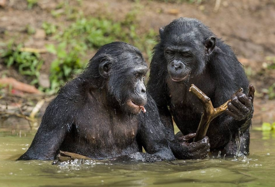 Zoopsixoloqlar: Şimpanzelər və yaşlı insanlar özlərinə dostu eyni yolla seçirlər