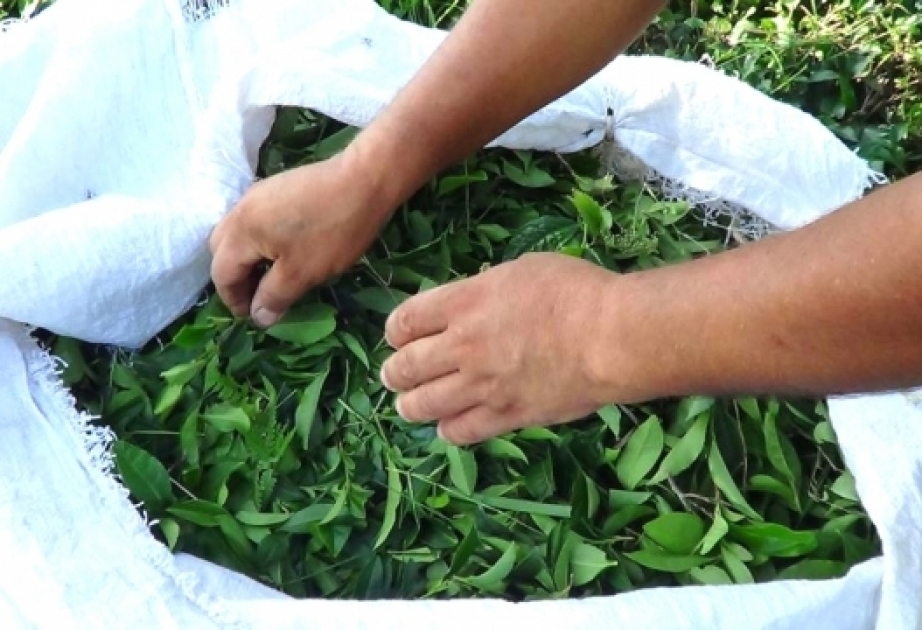 Çay ixracı azalıb