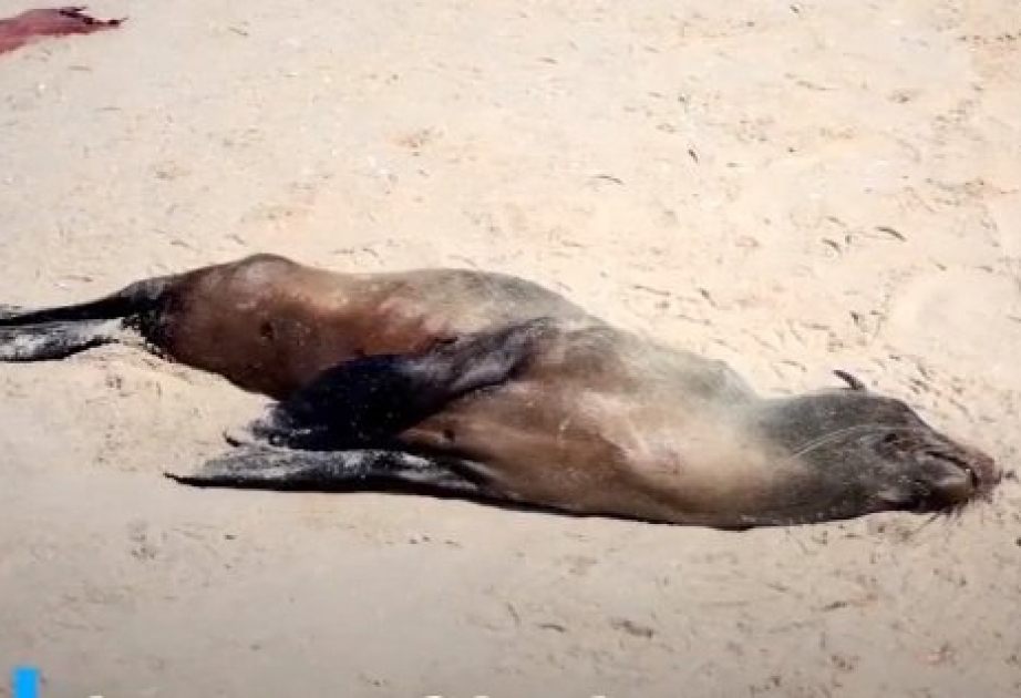 На побережье Намибии нашли 7000 мертвых морских котиков