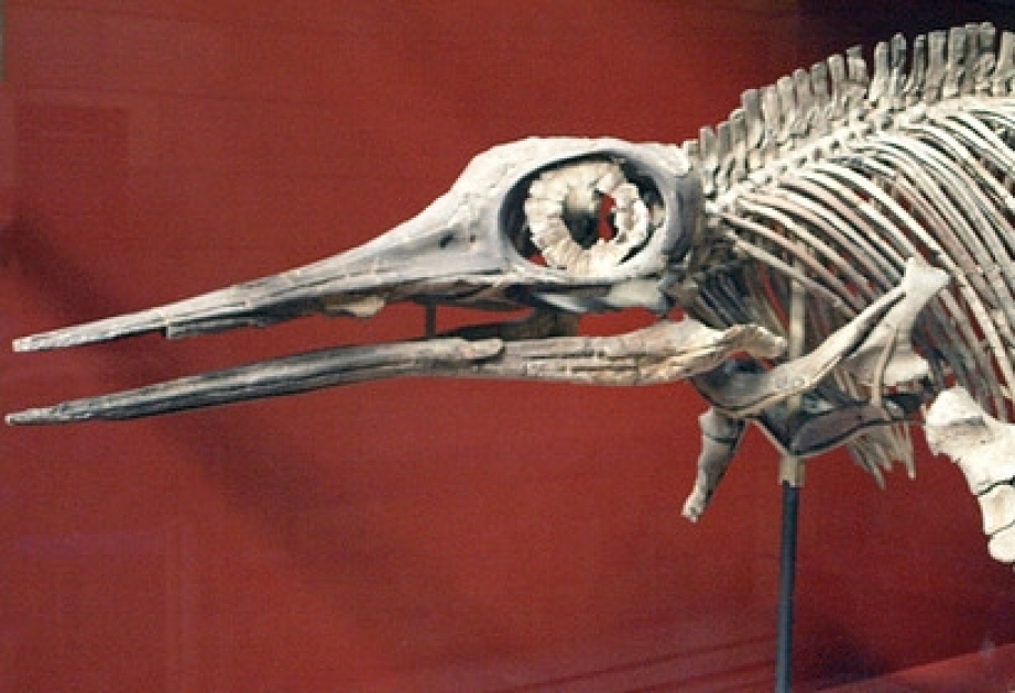 В России нашли скелет жившего более 240 миллионов лет назад ихтиозавра