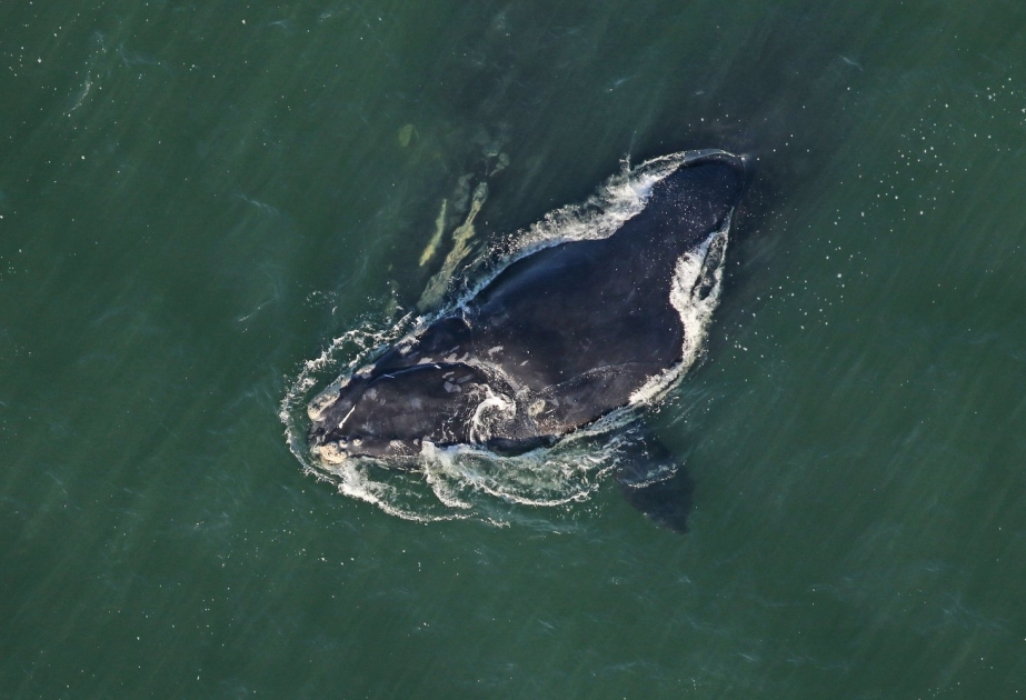 Популяция северных гладких китов продолжает сокращаться