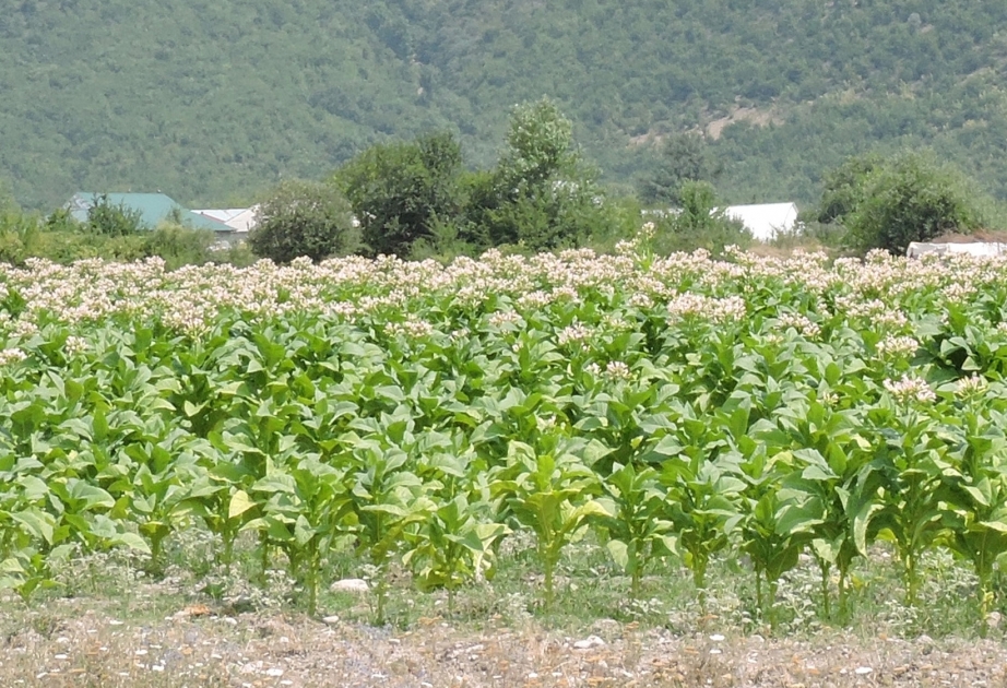 Oğuzda indiyədək 374 ton quru tütün istehsal olunub
