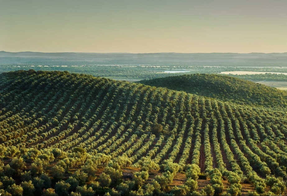 Правительство Португалии ожидает исторического максимума в экспорте оливкового масла