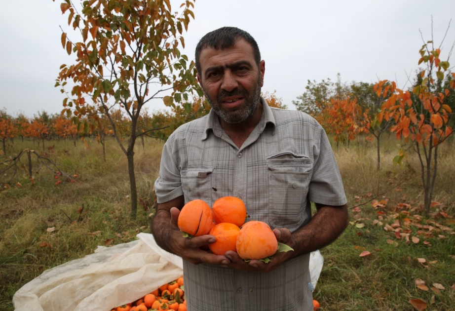 Tərtər: Düşmənin artilleriya atəşinə baxmayaraq xurma bağlarında məhsul yığımı davam edir