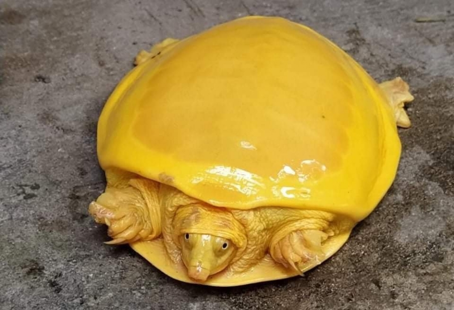 В Индии обнаружили черепаху редкой желтой окраски