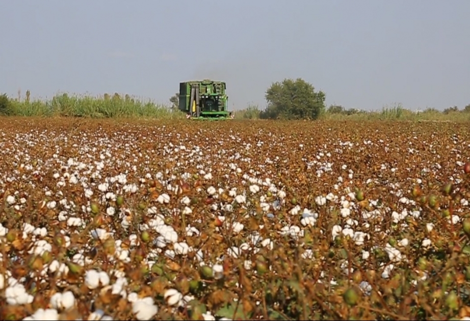 Ağsuda tarlalardan indiyədək 1390,8 ton məhsul yığılıb