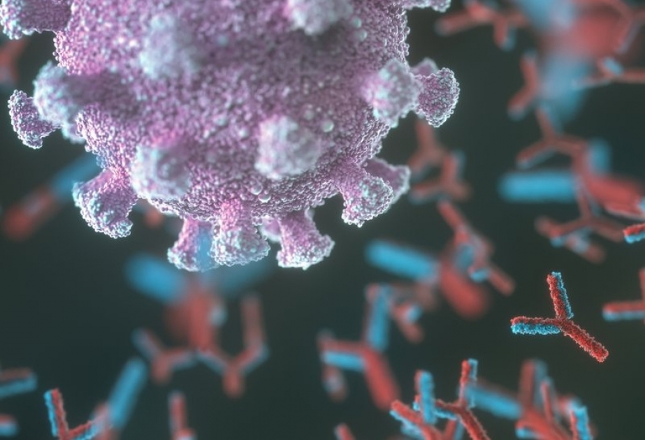 Molekulyar bioloqlar koronavirusa qarşı antitelin formalaşması istiqamətində tədqiqatları davam etdirirlər