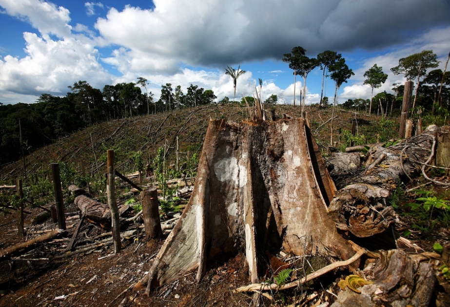 Вырубка лесов Амазонии достигла рекордных масштабов