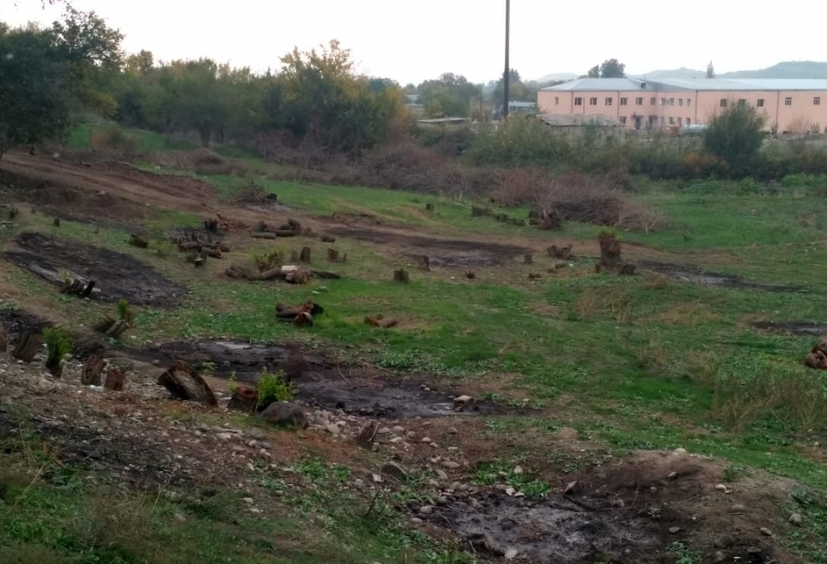İşğaldan azad olunmuş ərazilərdə aparılan ekoloji monitorinqlərin nəticələri: minillik qədim ağaclar məhv edilib