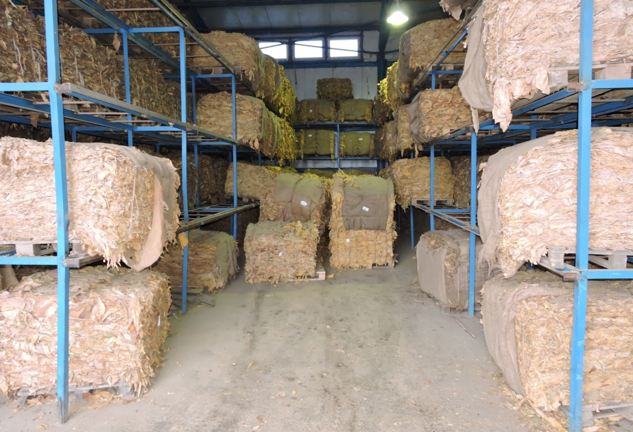 Qaxda indiyədək 645 ton quru tütün istehsal olunub