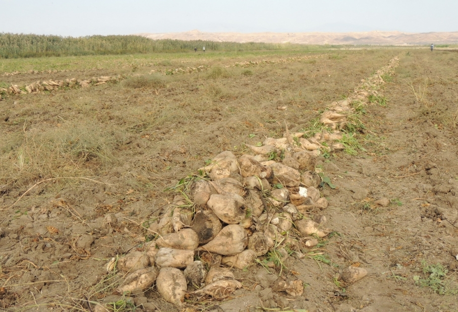 İmişlidə çuğundur sahələrinin hər hektarından 125 sentner məhsul yığılır