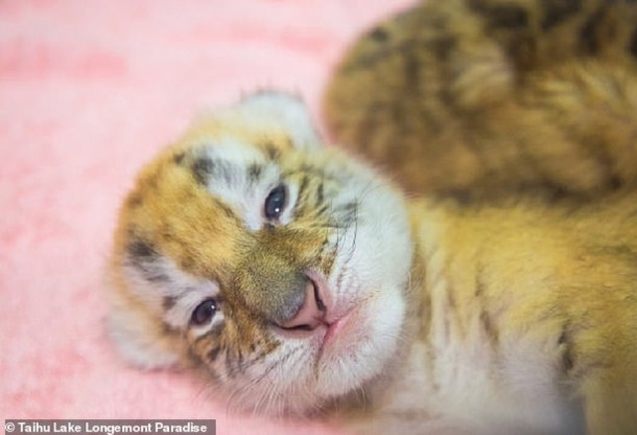 Редчайшие золотые тигрята родились в Китае