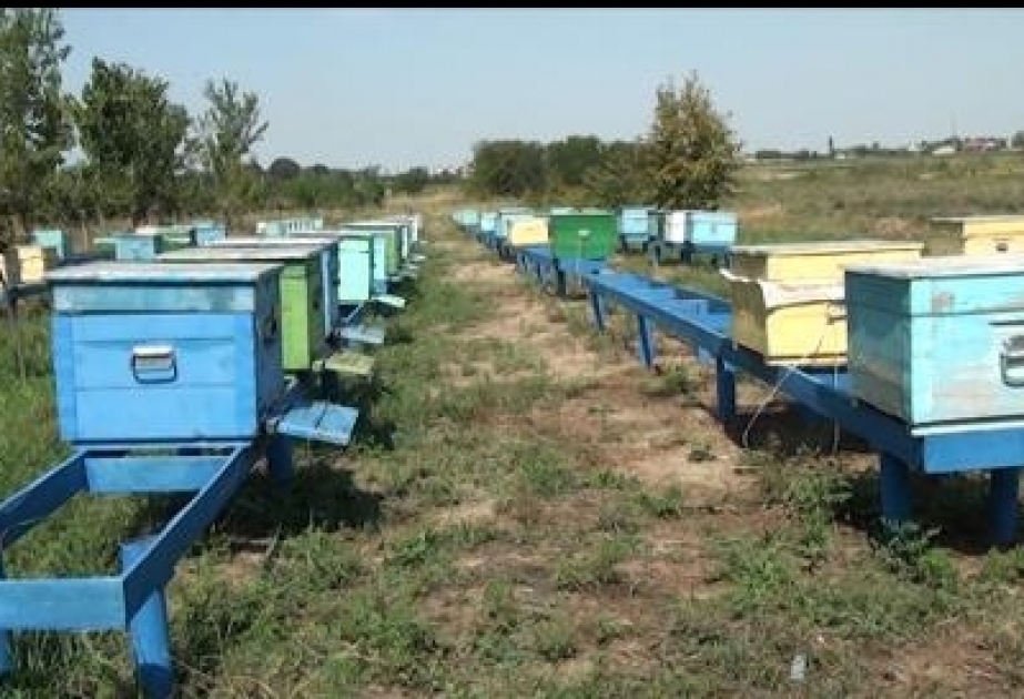 Qobustanda bal istehsalı 1,5 ton artıb