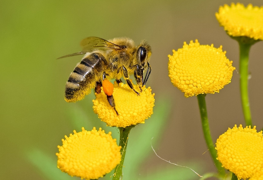 Создана первая карта глобального биоразнообразия пчел на планете