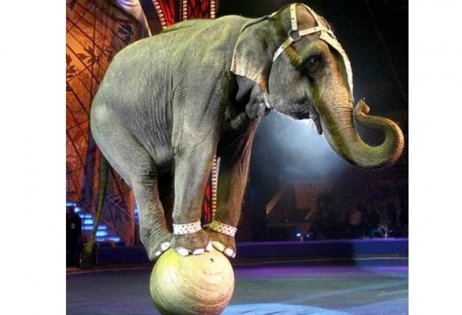 En Alemania, puede prohibirse el uso de animales en los circos móviles