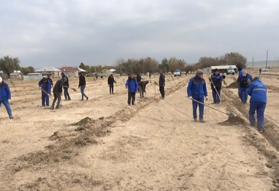 Kəngərli rayonunun Böyükdüz kəndində yeni badam bağı salınıb